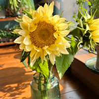 ���������������տ�