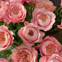 ���ټ�ֱ���������黨