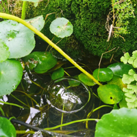 ���Ǽ�¥������һƬֲ��԰