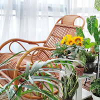 ��̨��ֲ��