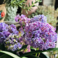 ��̨�Ļ����ݲ��ֱ�����������ˣ�Сɭ���ٴ����ⰻȻ��