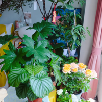 û����̨��Сɭ��