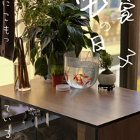 �Ҽ���̨è���һ�ǣ��Ѿ����������ĳ�Ϊ���ҵ�ר����Сɭ�֡���