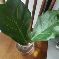 ԭ��ˮ����Ҷ��Ҳ�ܻ�Ҽ�ֱ̫����������