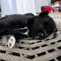 �����µ�С����������