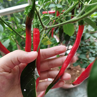 ����̨�Ϸ紵��ɹ����������