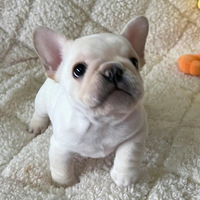 �ɰ���С����