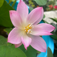 �������ڰ������ֵ�������