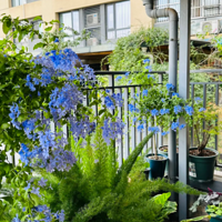 ��ѩ����ĺ��ܿ������޵���