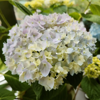 ���ָ�����������ͥ���ش�