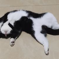 �ҵĺ�è���� ��Ƥ��һֻ