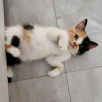 ���𰳵ı�����������Ĺ�