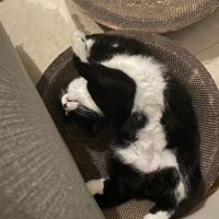 ֻ����ţè˯��������ô�����𣿣���