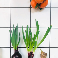 ����̨��һĨ�̡�