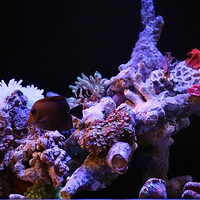 �º���...������������һ��Ĳ�����