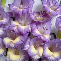 ����������Ľ���