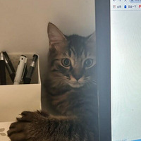 ����������껨