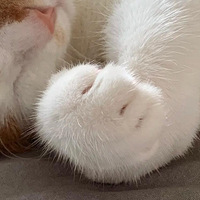 ����һ����С����