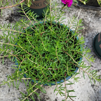 ̫����Խ��Խ����