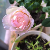 ����С�׵�С������¼