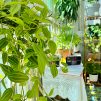 �������̨�ֻ�����ˣ���Ϊ���˷�ֲ��ĵط�