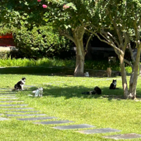 ��Щè�����б��Ƶ�è����������