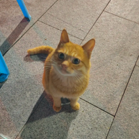 ���տ�����Ĵ�����