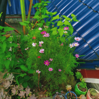 �������ϵ��£���ǰ�������˸���