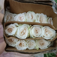 ����֦õ���������ģ�����