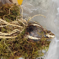 ʯ�⿪���������Ļ��ˣ�