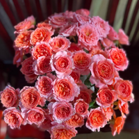 ��ͷõ��-��ɫ�����ӣ����������ŵ�������Ѥ�ö���