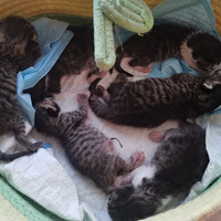 ��è����ĺ����������