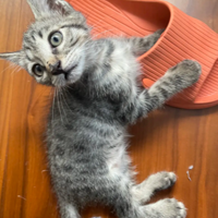 С�껨��ĺ�Ƥ���������ÿ�춼Ҫ������ҧ��Ѫ