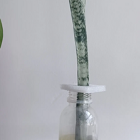 ��ʱ2���µ�ˮ�໢Ƥ�����ڳɹ���Ү