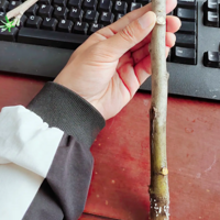 ˮ��ľ�����Գɹ����ٺ����