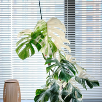 ��ֲ���һ�꣬�����Ѿ�Ҫ�Ų�����