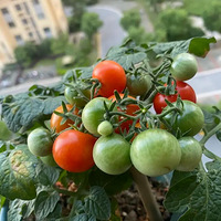 �������ֵģ���������