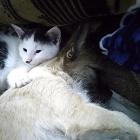 �����˵�������èС��