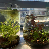 ��̬��ƿ������ŷ����㣩����