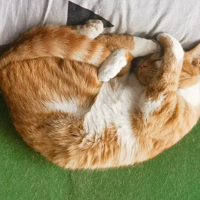 �ҵ�è��ϲ����ͷ˯��