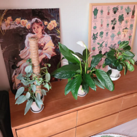 ��ֲ�Ƕ��ӽ�ѹ��ͷ��