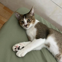 ����������������Сȸè��