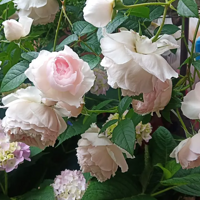 �¼�ȫ��������Ǻ��гɾ͸�