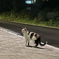 ͬѧ�ڵ¹��������й�è