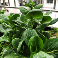 ���������ļ�����̨�ֲ�ƪ��