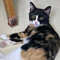 ҹ�����������Сè��