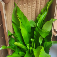 �������µ�������ާ��������״̬����