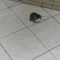 9��17��ر�è����������С��è��Ѱ��������ͥ��