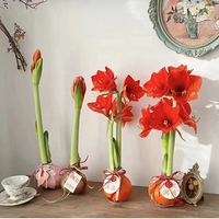 �춥��-�����