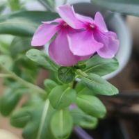 ����Ǳ������� ���������˺ü�������